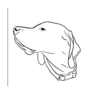 Dogma Biscuit Co logo
